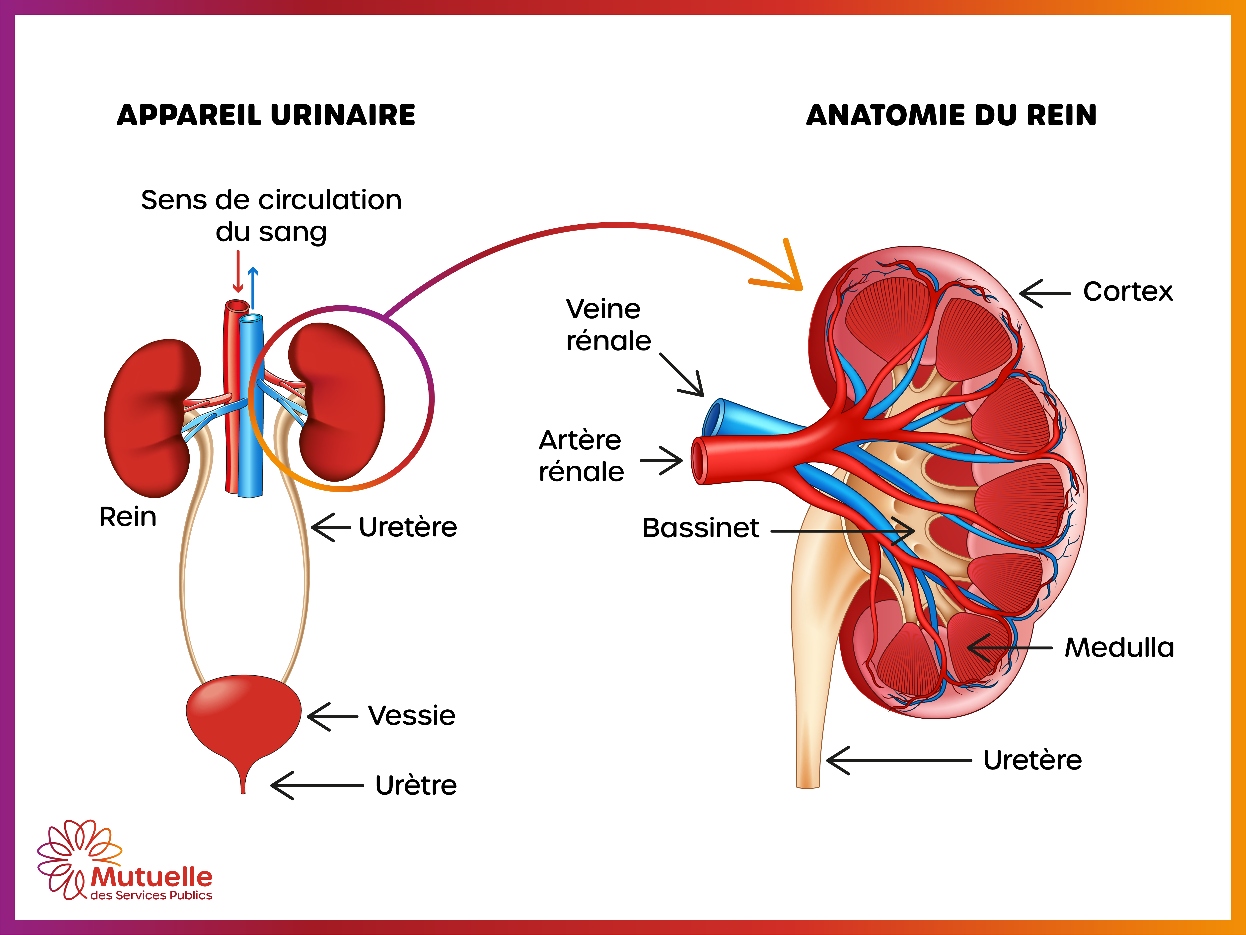 Schéma anatomique du rein : cortex, médulla, sinus rénal, artère rénale, veine rénale, uretère, calices rénaux, bassinet rénal et vaisseaux sanguins. La structure interne du rein est composée de glomérules, tubules rénaux et néphrons.