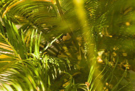 Feuilles de palmier à huile pour produire de l'huile de palme.