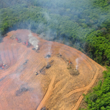 consequences-de-la-production-d-huile-de-palme-sur-l-environnement
