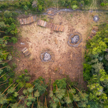 Déforestation pour produire de l'huile de palme.